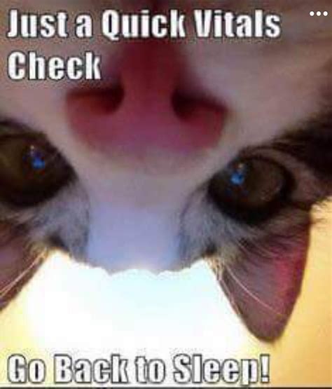 Vitals | Cat memes, Funny cat memes, Funny animal pictures