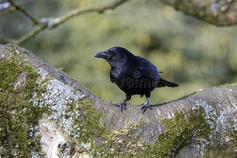 Carrion Crow stock image. Image of branch, forest, beak - 112670165