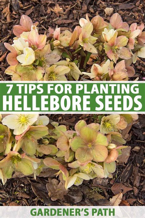 How to Grow Hellebores from Seed | Gardener’s Path