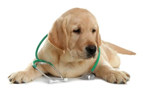 Canine Influenza | Vetsavers Pet Hospital®