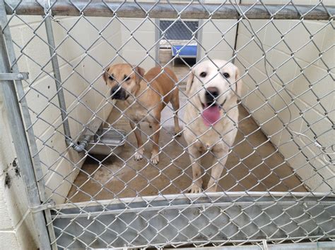 Berkeley County Animal Control - WV - Home