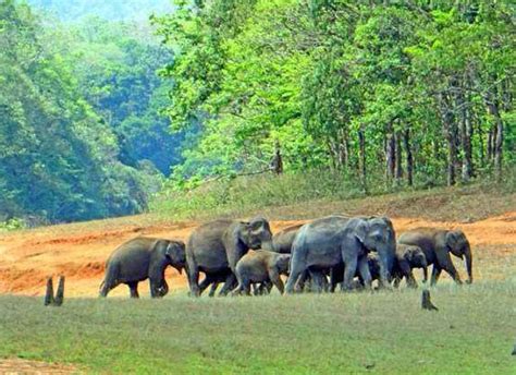 Wildlife Sanctuaries In Kerala And Himachal Pradesh - Above list of ...