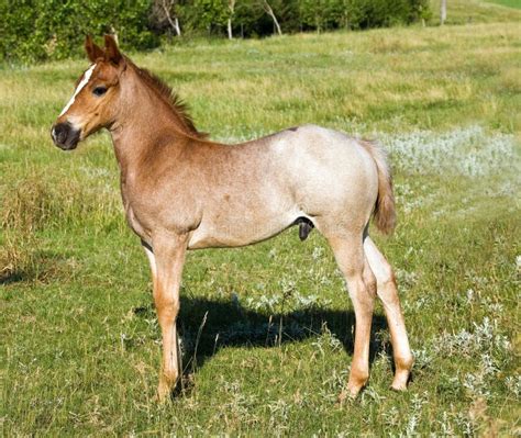 Quarter horse foal stock image. Image of roan, equine - 4640803