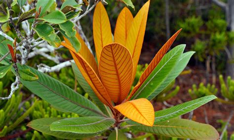 ERMines project: protecting plant species in mining areas — New ...