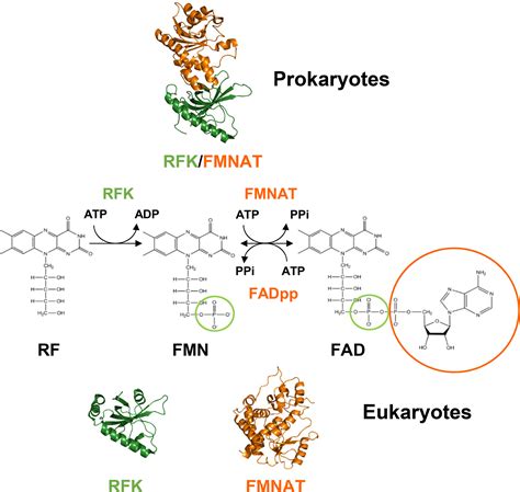 Cofactors and pathogens: Flavin mononucleotide and flavin adenine dinucleotide (FAD ...