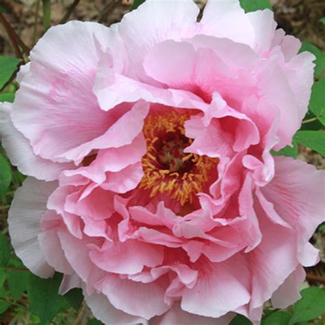 Hanakisoi Tree Peony (for Spring 2021) - Halifax Perennials