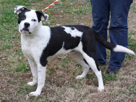 Weekly Adoptables: Bulldog, Border Collie Mix - Tucker, GA Patch