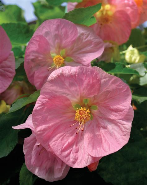 Pink Abutilon