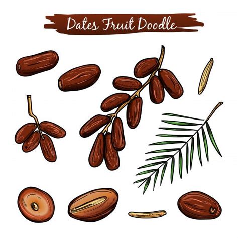 Premium Vector | Dates fruit vector illustration collection. | Fruit vector, Fruit doodle ...