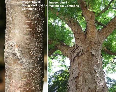 Zelkova Trees: Types, Leaves, Bark (Pictures) – Identification