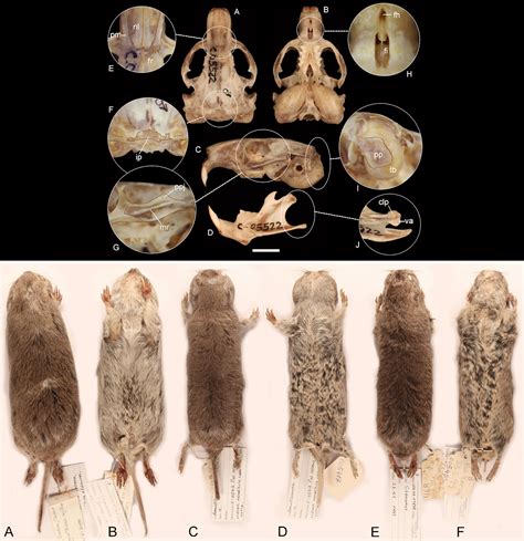 Species New to Science: [Mammalogy • 2020] Uncovering the Species Diversity of Subterranean ...