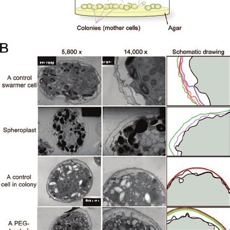 Spheroplast of Crypthecodinium cohnii . Fluorescence photomicrographs... | Download Scientific ...