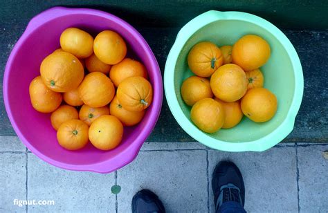 Harvesting Oranges (How and When to Harvest Oranges) - FigNut