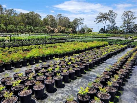 Wholesale Nursery Brisbane | Buy Plants | Trees & Shrubs