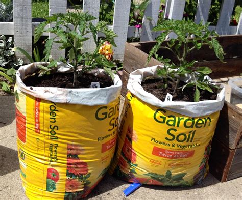 Best Soil For Tomatoes In Grow Bags - knowledge.octopussgardencafe.com