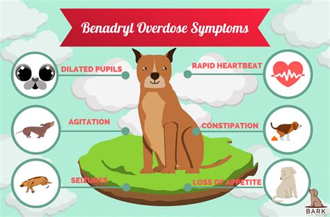 Benadryl For Dogs: Indications, Considerations, And Everything Else You Should Know | Bark For More