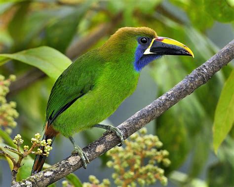 Emerald Toucanet by Tony Beck