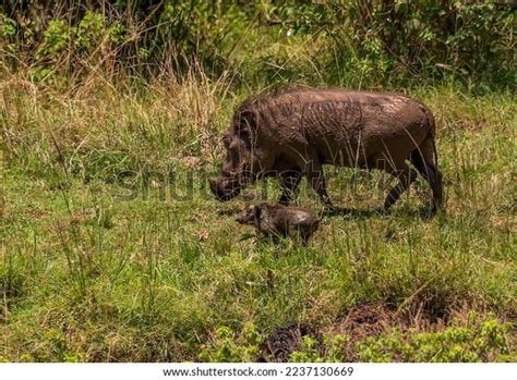 Cute Baby Warthog Running By Mother Stock Photo 2237130669 | Shutterstock