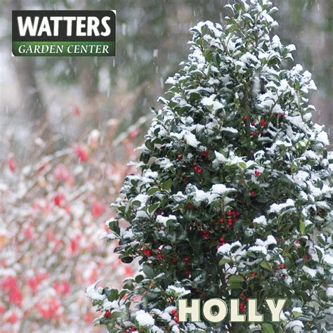 Top 10 Evergreen Shrubs of Winter + - Watters Garden Center