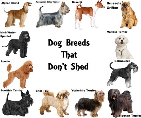 Dog Breeds That Don't Shed | Dog breeds that dont shed, Dog breeds, Dog ...