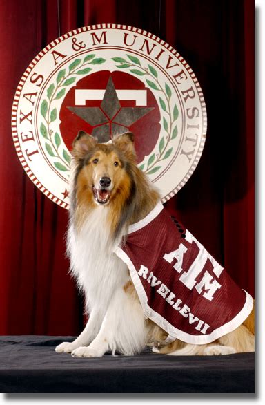 Chasing Roots: Tradition: Reveille