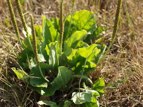 Broadleaf Plantain Uses: An Edible Wild Food with Healing Properties ...