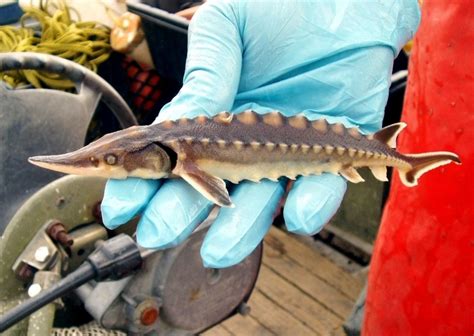 Atlantic Sturgeon – "OCEAN TREASURES" Memorial Library