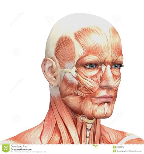 Face anatomy, Face muscles anatomy, Human anatomy