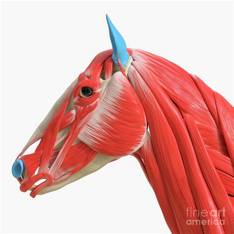 Horse Head Muscles Photograph by Sebastian Kaulitzki/science Photo ...