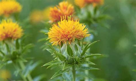 Safflower Seeds - Etsy