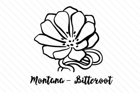 State Flower: Montana bitterroot SVG Cut file by Creative Fabrica Crafts - Creative Fabrica