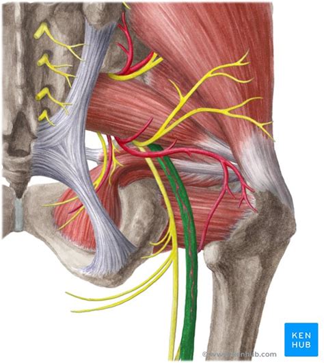 Sciatic nerve: Origin, course and branches | Kenhub