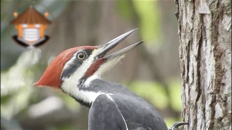 ¿Dónde vive el pájaro carpintero y de qué se alimenta? | Actualizado julio 2024