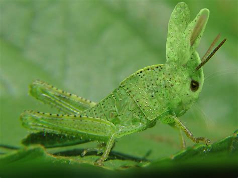 Archivo:Rabbit Grasshoper Mutant-01611-nevit.jpg - Wikipedia, la ...