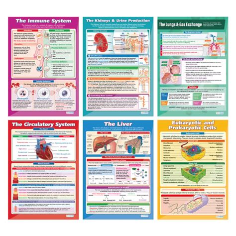 Biology High School Posters - Set of 6 - Daydream Education