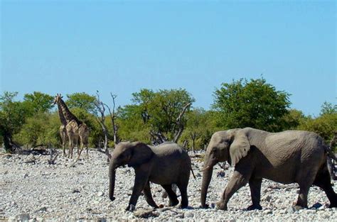 Etosha Safari Lodge - Etosha National Park Namibia