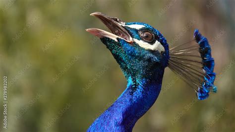 Peacock calling out Stock Photo | Adobe Stock