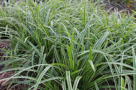 Lovegrass Farm: Carex morrowii 'Ice Dance'