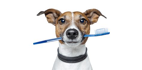 dog toothbrush Archives - Dog ON It Parks Blog