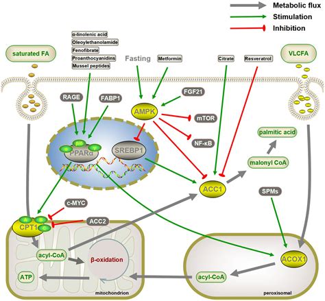 Frontiers | Lipid and glucose metabolism in senescence