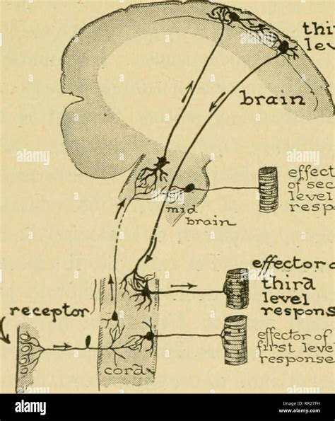 Efferent neuron hi-res stock photography and images - Alamy