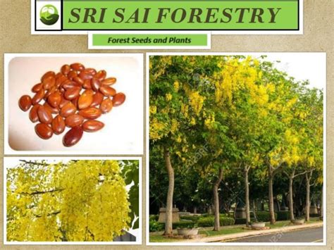 Cassia Fistula Seeds, 25 Kg, Packaging Type: Pp Bag, | ID: 20807514233