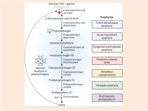 Acute Intermittent Porphyria - Stepwards