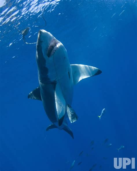 Photo: Great White Shark migration observed in Mexico - IGP20080917005 ...