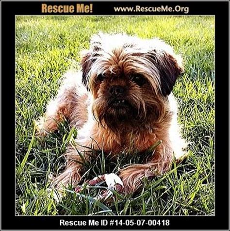 Virginia Brussels Griffon Rescue ― ADOPTIONS ― RescueMe.Org