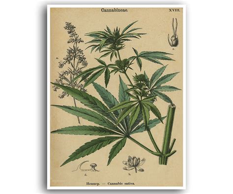 Marijuana Poster Cannabis Art Weed Print Hemp Plant Wall Decor | Etsy