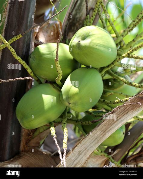 Green coconuts hi-res stock photography and images - Alamy