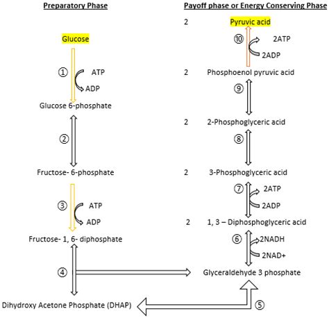 Glycolysis Steps