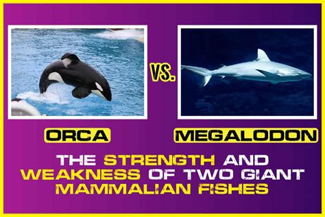 Orca Vs. Megalodon–The Strength And Weakness Of Two Giant Mammalian Fishes