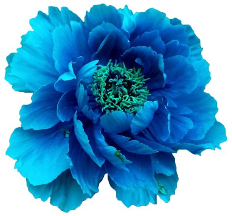 Free download png transparent peony multi blue [500x466] for your ...